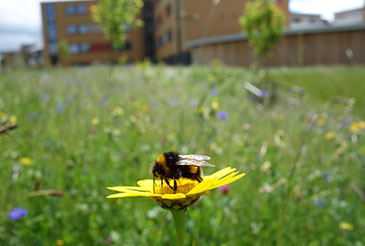 Bee on flower by Nadine Mitschunas